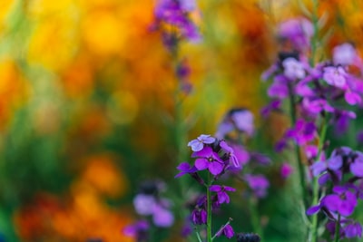 紫色有花瓣的花朵的特写照片
